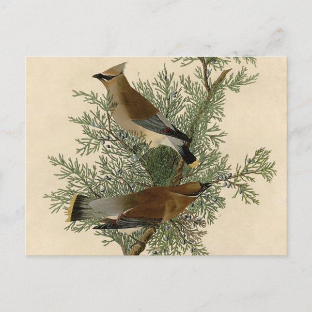 Carte Postale Audubon Cèdre cire oiseau (Devant)