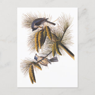 Carte Postale Audubon Crested Titmouse Birds in Pine Tree