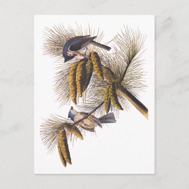 Carte Postale Audubon Crested Titmouse Birds in Pine Tree (Devant)
