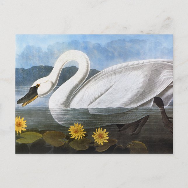 Carte Postale Audubon : Cygne commun (Devant)