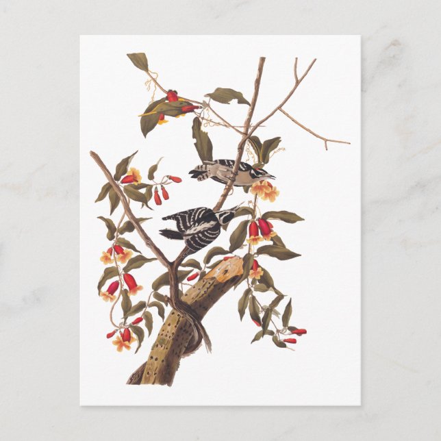 Carte Postale Audubon Downy Pic Couple aux fleurs (Devant)