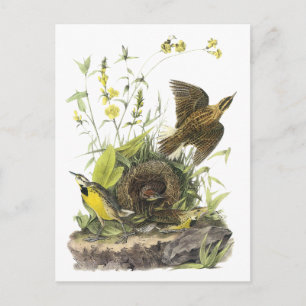 Carte Postale Audubon Eastern Meadowlard