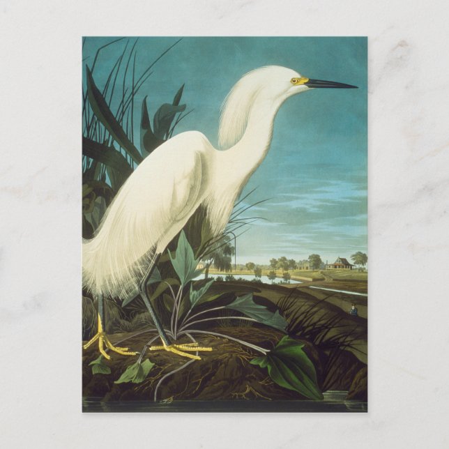 Carte Postale Audubon : Egret (Devant)