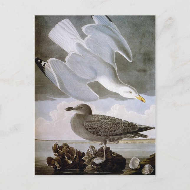 Carte Postale Audubon : Goéland argenté (Devant)