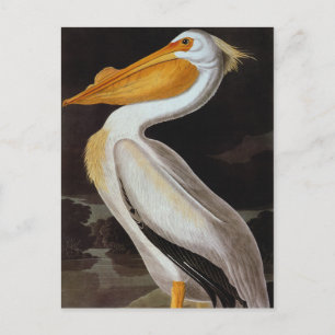 Carte Postale Audubon : Grand Pélican blanc