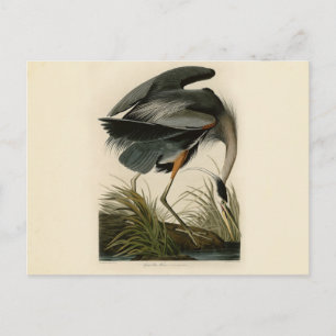 Carte Postale Audubon Great Blue Heron Marsh Bird