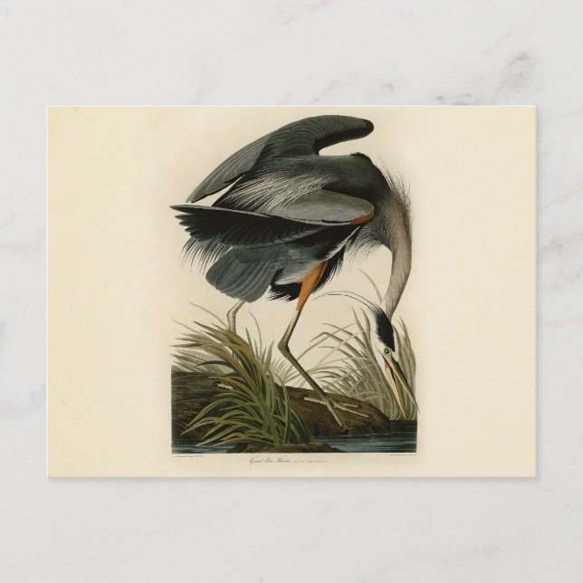 Carte Postale Audubon Great Blue Heron Marsh Bird (Devant)