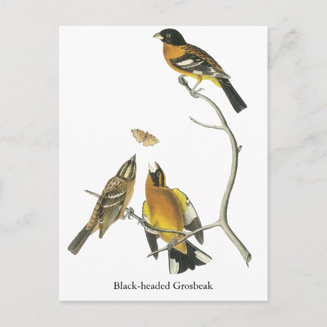 Carte Postale Audubon Grosbeak à tête noire (Devant)