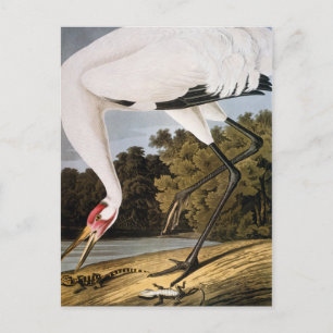 Carte Postale Audubon : Grue blanche