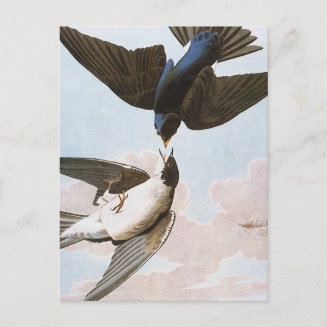 Carte Postale Audubon : Hirondelle d'arbre (Devant)