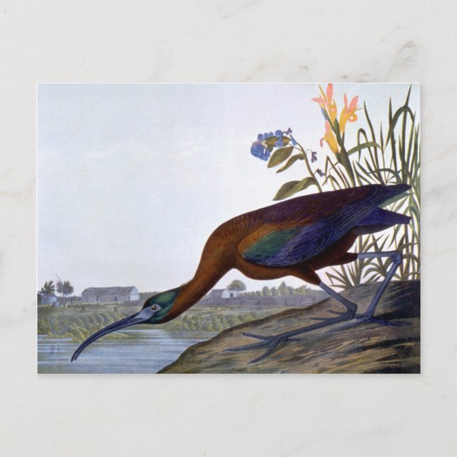 Carte Postale Audubon : Ibis brillant (Devant)