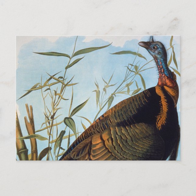 Carte Postale Audubon : La Turquie sauvage (Devant)