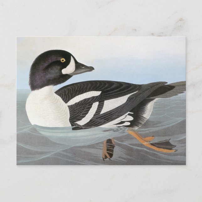 Carte Postale Audubon : L'oeil d'or de Barrow (Devant)