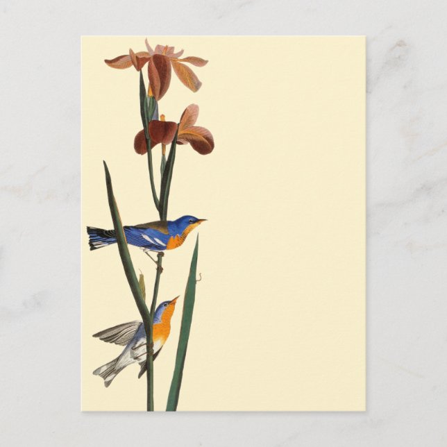 Carte Postale Audubon : Paruline (Devant)