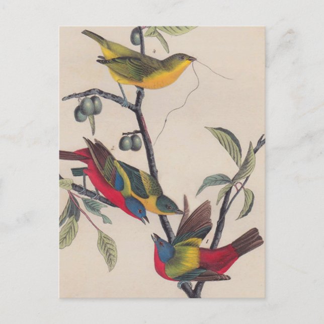 Carte Postale Audubon Peint Bunting Bird Wildlife (Devant)