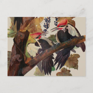 Carte Postale Audubon Peinture d'Oiseaux Pic Pilé