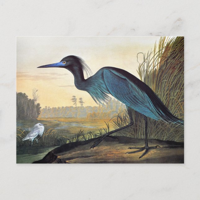 Carte Postale Audubon : Petit héron bleu (Devant)