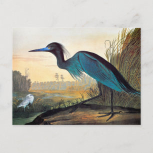 Carte Postale Audubon : Petit héron bleu