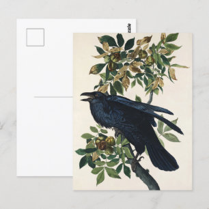 Carte Postale Audubon Raven Bird Classic Peinture