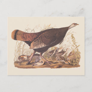 Carte Postale Audubon Turquie Hen et poussins à l'automne