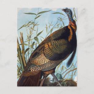 Carte Postale Audubon : Turquie sauvage