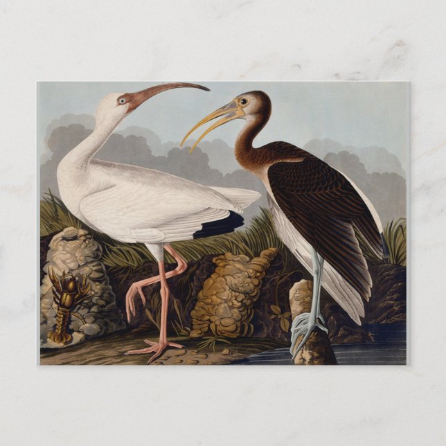 Carte Postale Audubon White Ibis Bird Wildlife (Devant)