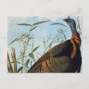 Carte Postale Audubon: Wild Turkey