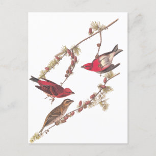 Carte Postale Audubon's Purple Finch Trois oiseaux rouges en hiv