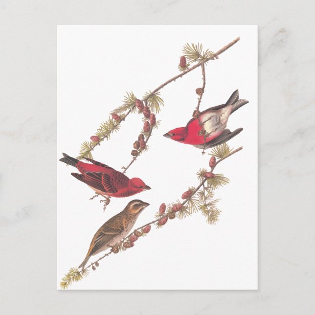 Carte Postale Audubon's Purple Finch Trois oiseaux rouges en hiv (Devant)