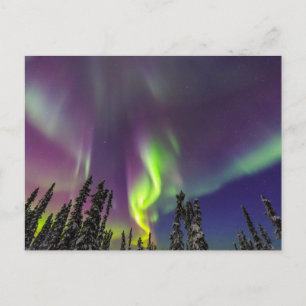 Carte Postale Aurora Borealis   Fairbanks, Alaska