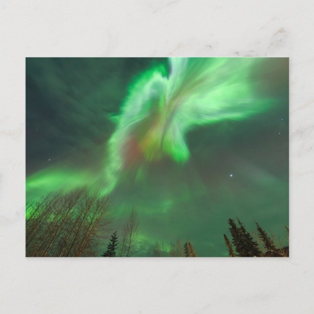 Carte Postale Aurore Boréale Lumières du Nord | Fairbanks (Devant)