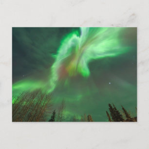 Carte Postale Aurore Boréale Lumières du Nord   Fairbanks