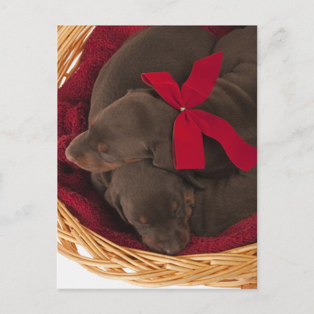 Carte Postale Aussi Doberman Pincher. Chien domestique de taille (Devant)