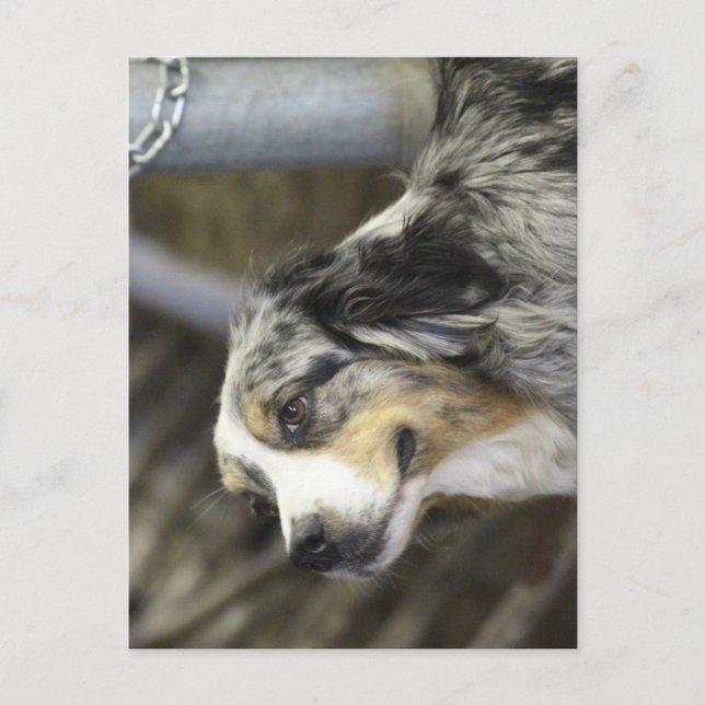 Carte Postale Aussie (Devant)