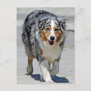 Carte Postale Aussies - 1er Jour de promenade d'été