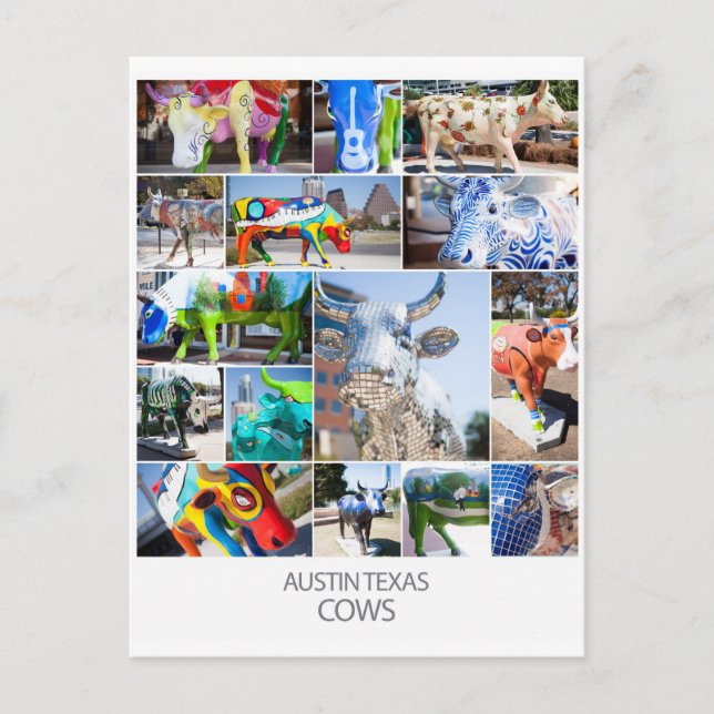 Carte Postale Austin Texas Cows (Devant)