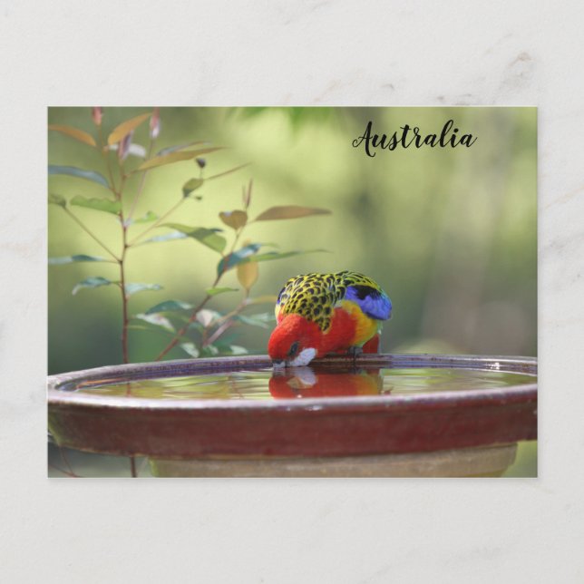 Carte Postale Australian Eastern Rosella (Devant)