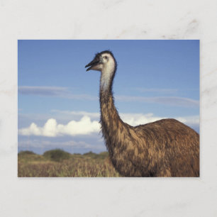 Carte Postale Australie, Australie occidentale. Émeu (Dromaius