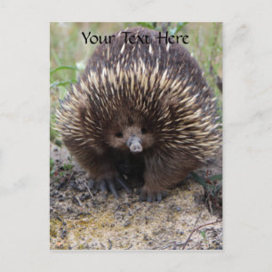 Carte Postale Australie Echidna Cute Animal Photo