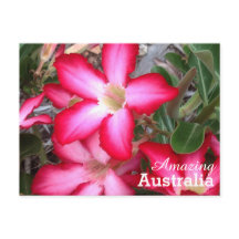 Carte postale Australie Extraordinaire