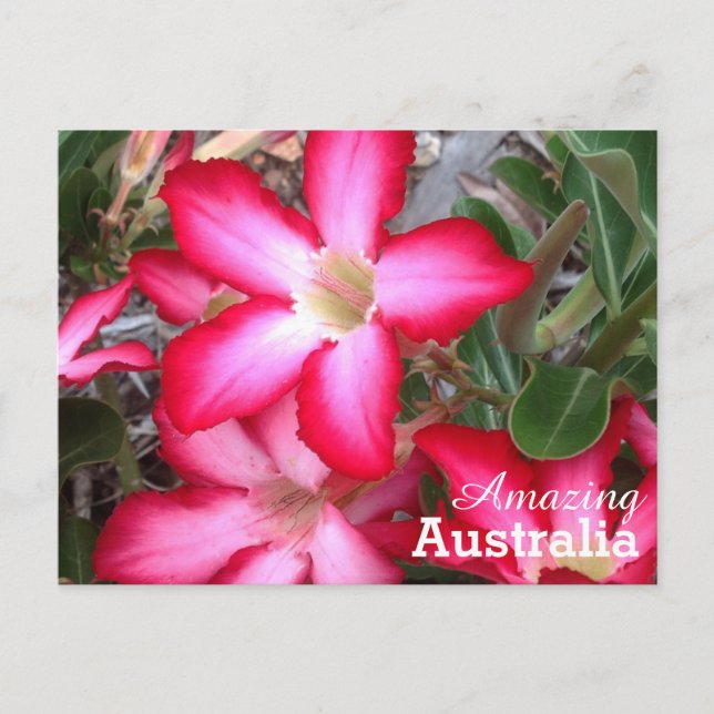 Carte postale Australie Extraordinaire (Devant)