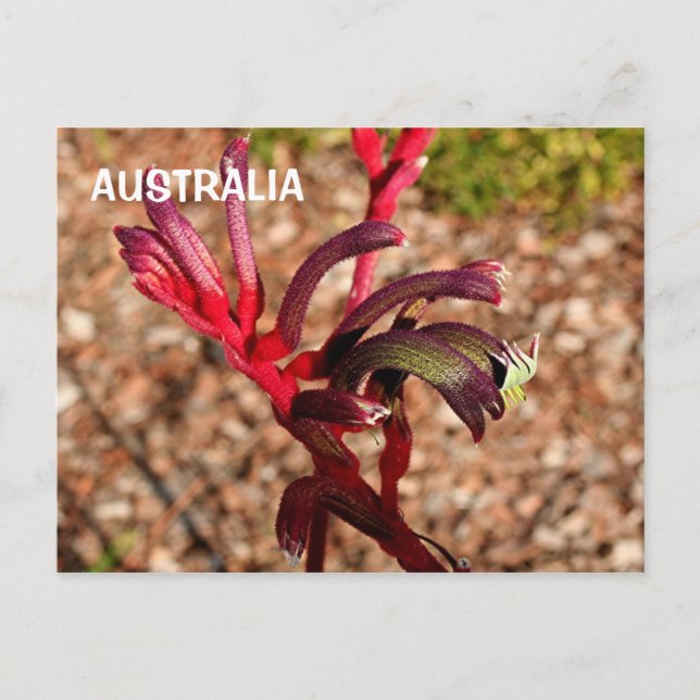 Carte Postale Australie : Fleur Kangaroo Paw en fleurs 2 (Devant)