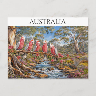 Carte Postale Australie Galahs Cacatoès & Rivière Lyrebird