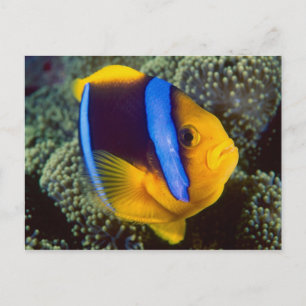Carte Postale Australie, Grande Barrière de corail, Anémonefish