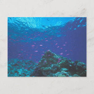 Carte Postale Australie, Grande Barrière de Corail. Violet Swiss