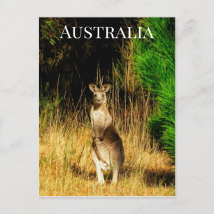Carte Postale Australie Kangaroo