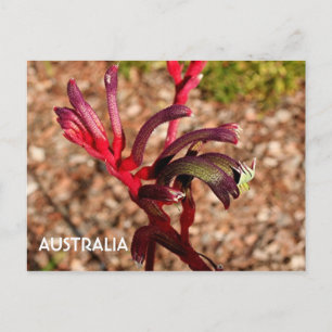 Carte Postale Australie : Kangaroo Paw fleur en fleur 2