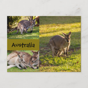 Carte Postale Australie : kangourous, mères et joies