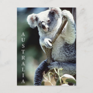 Carte Postale Australie Koala Bear