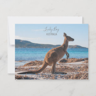 Carte Postale Australie Lucky Bay Kangaroo sur la plage Photo